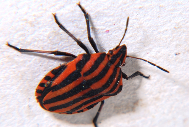 Pentatomidae: Graphosoma lineatum italicum di Romagna